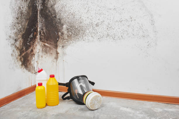 Best Toxic Mold Removal  in Buna, TX