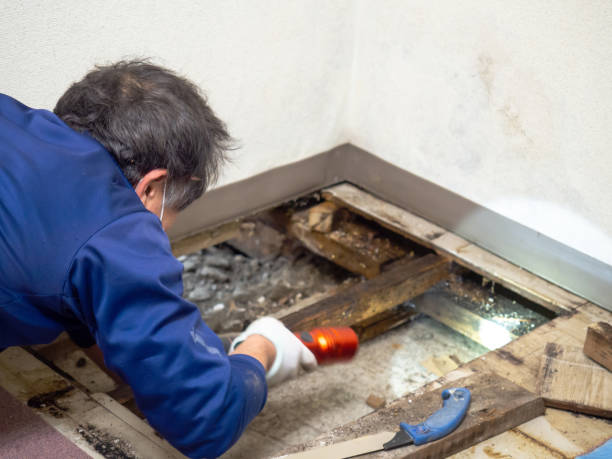 Crawl Space Mold Removal in Buna, TX