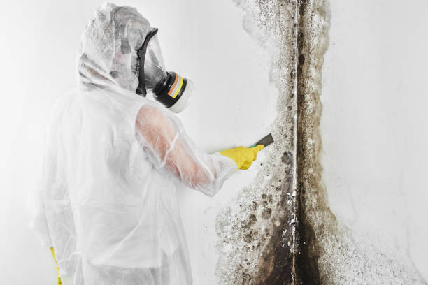Best Attic Mold Removal  in Buna, TX