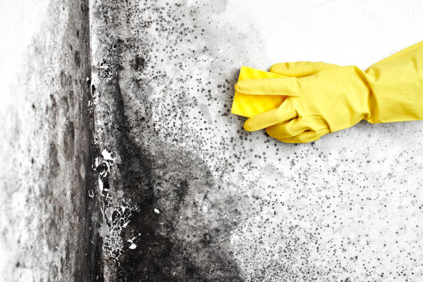 Best Crawl Space Mold Removal  in Buna, TX