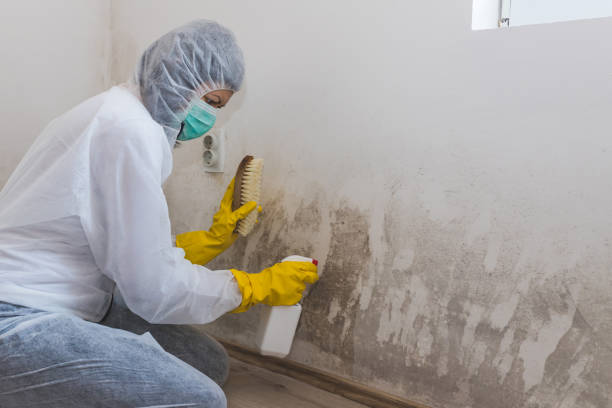 Best Black Mold Removal  in Buna, TX