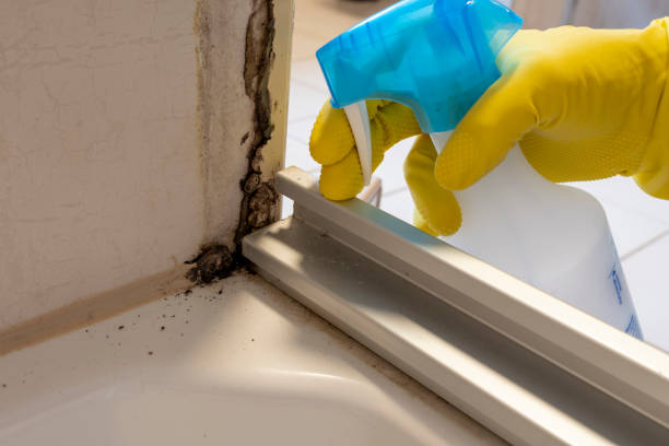 Best Professional Mold Removal  in Buna, TX