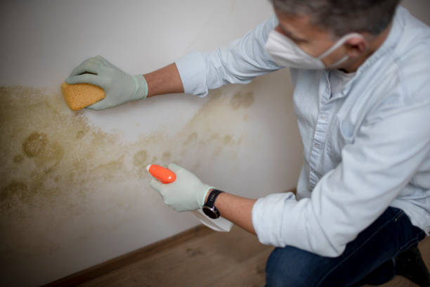 Best Black Mold Removal  in Buna, TX