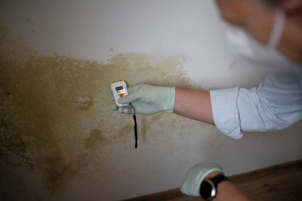 Best Mold Removal Company Near Me  in Buna, TX