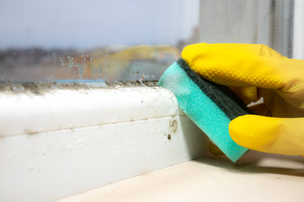 Best Mold Damage Repair  in Buna, TX