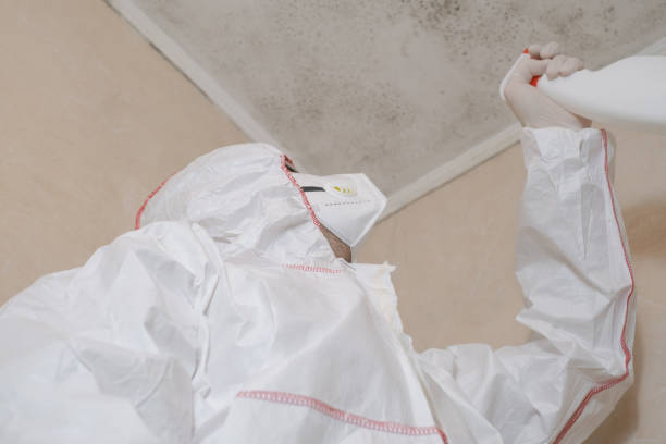 Best Same-Day Mold Removal  in Buna, TX