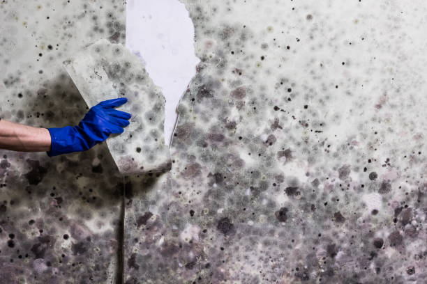 Best Mold Removal Company Near Me  in Buna, TX